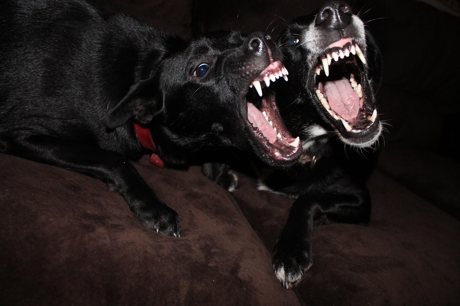 il falso mito dei cani e la cronaca nera