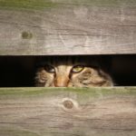 Perché il gatto cerca un posto per nascondersi
