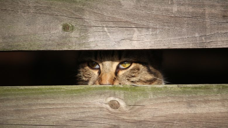 Perché il gatto cerca un posto per nascondersi