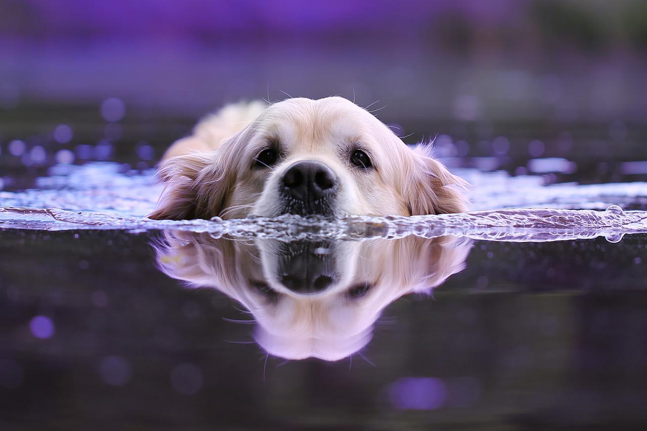 Cane e acqua