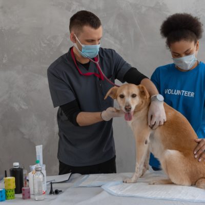 Sterilizzazione cane: perché farla