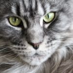 Maine Coon: gatti particolari