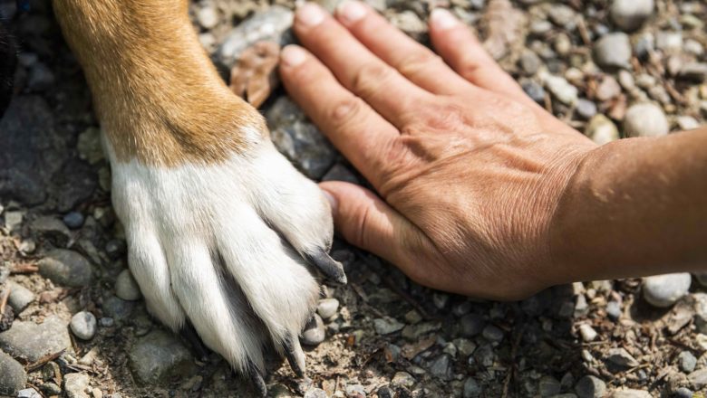 La cura delle unghie dei cani