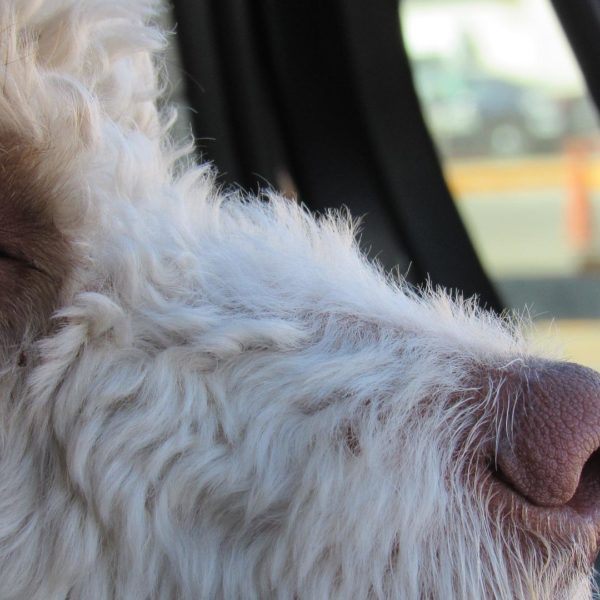 Cani abbandonati in auto: l’emergenza dell’estate