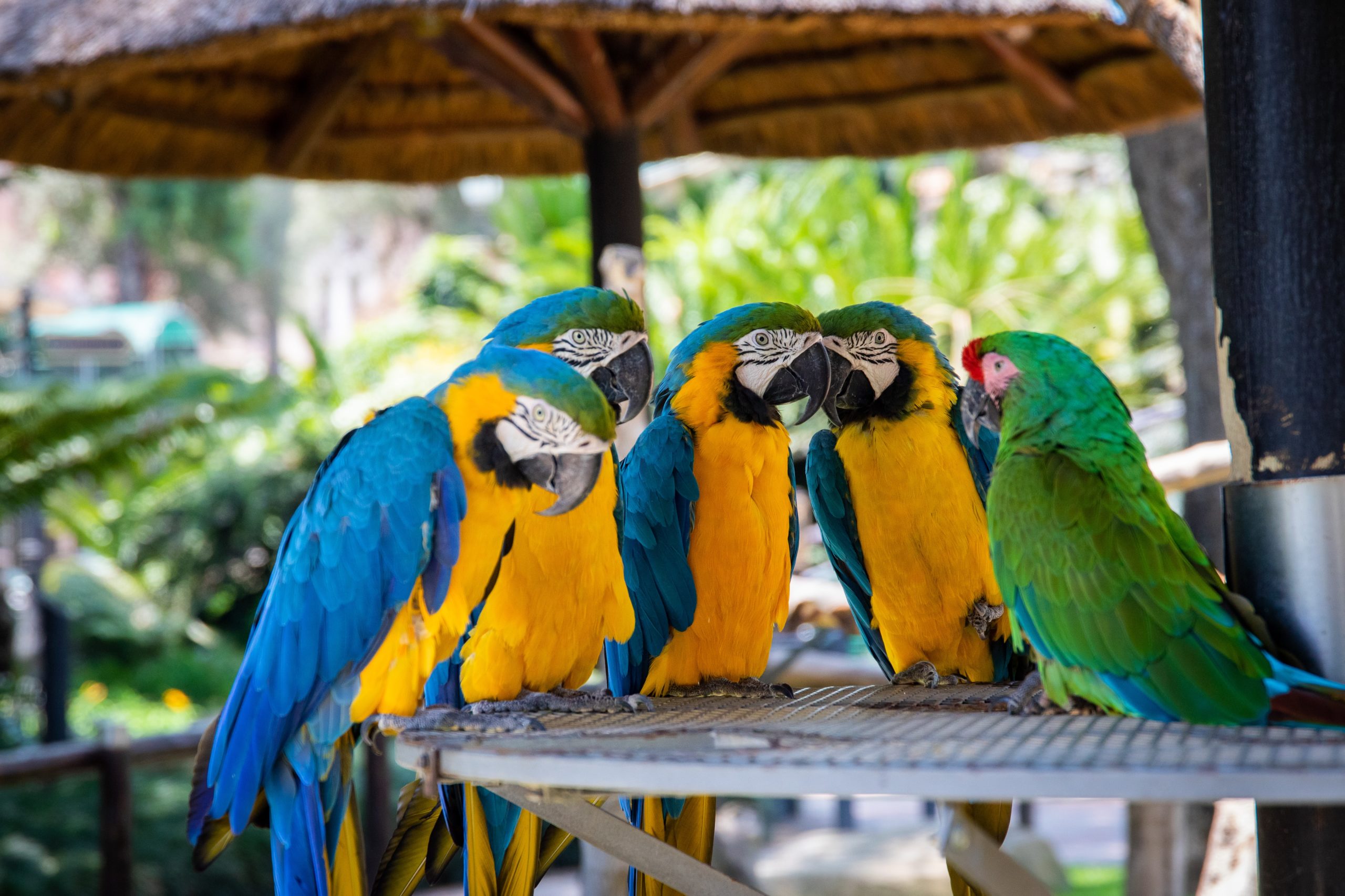 pappagalli longevi ara 