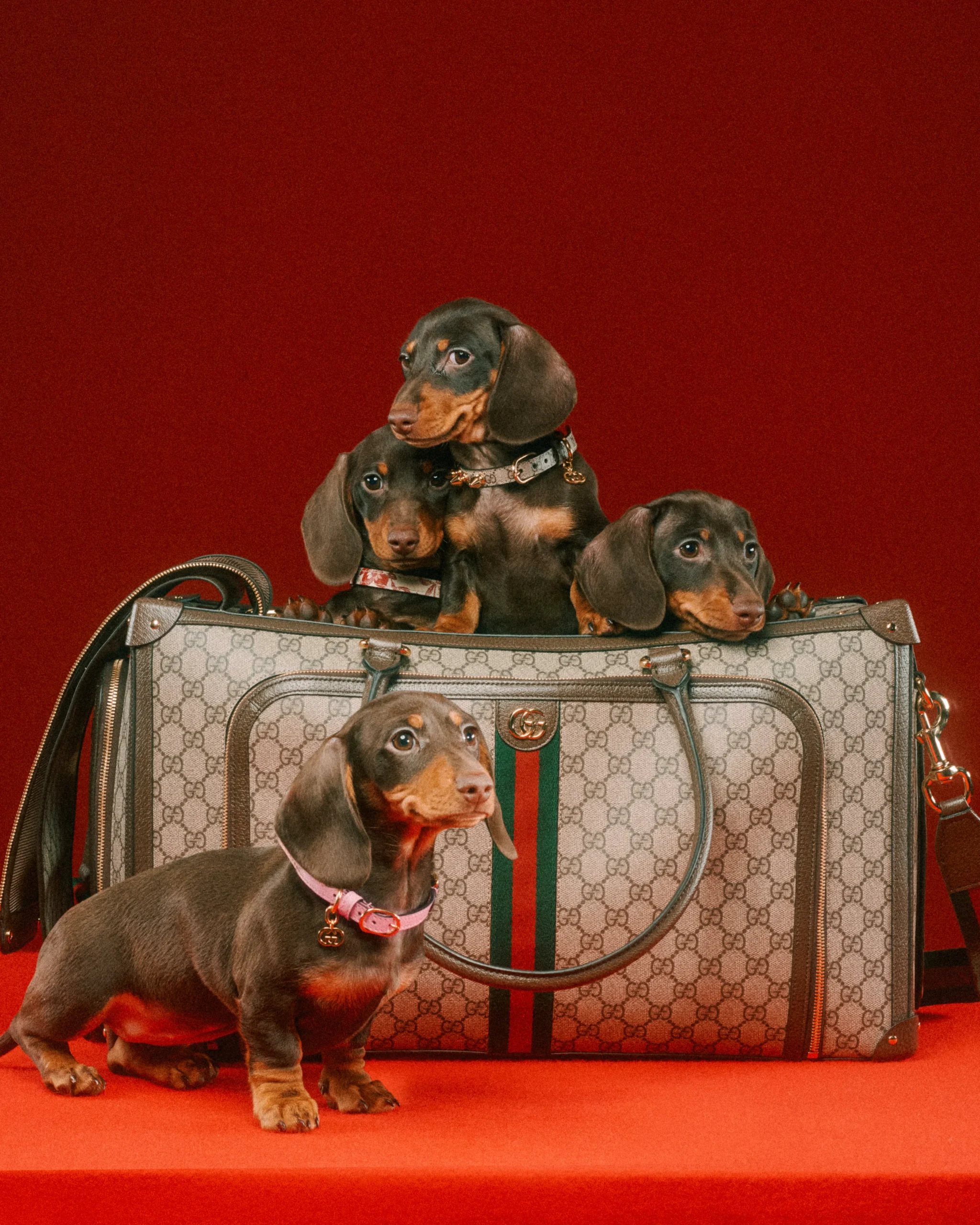 gucci pet collection vegan style