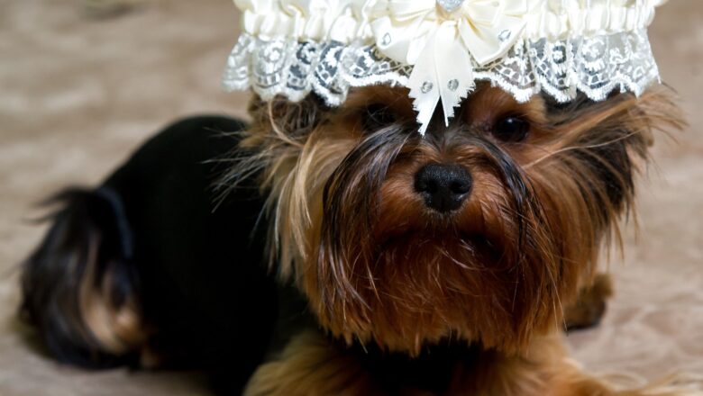Wedding planner canino