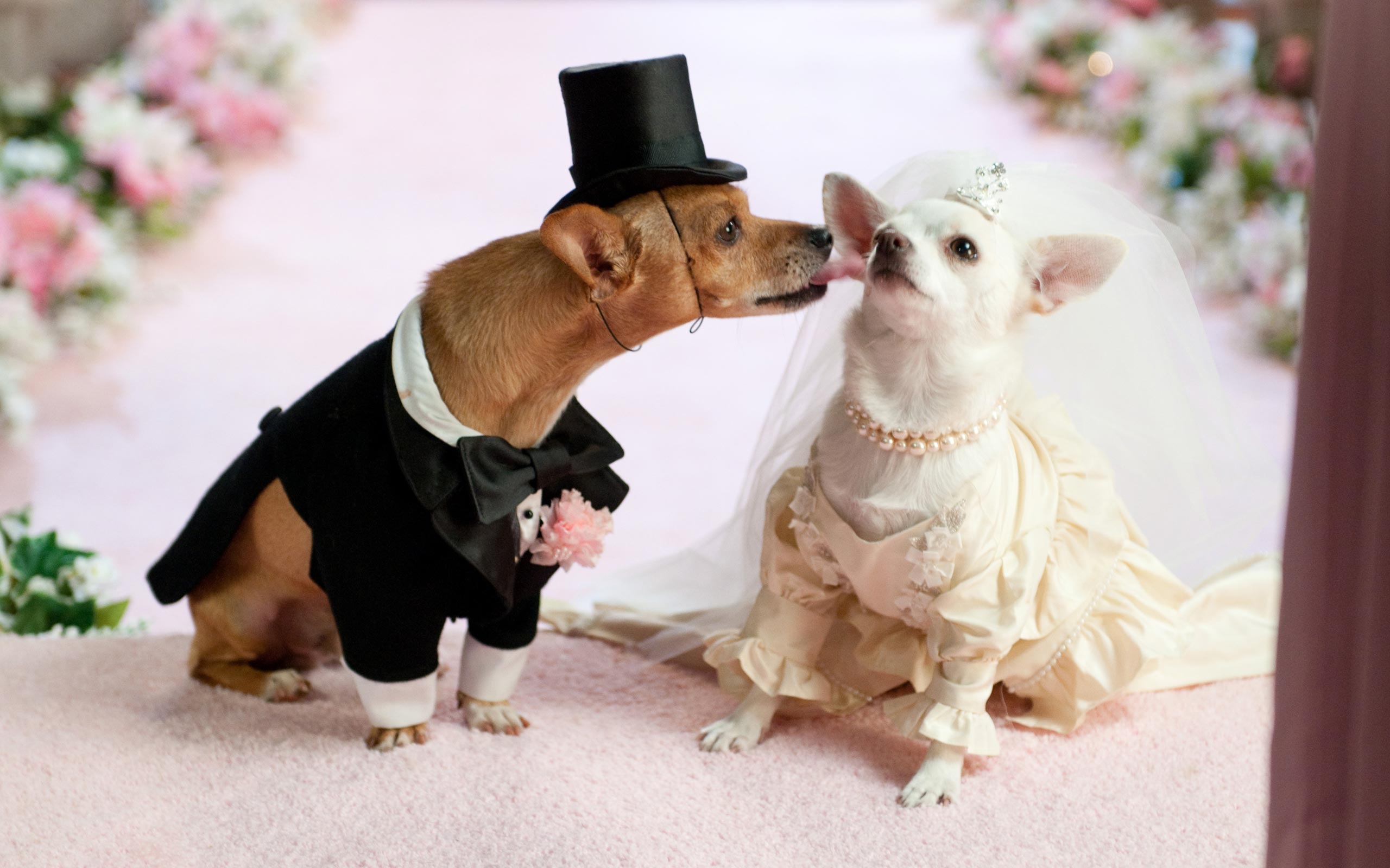 wedding planner canino