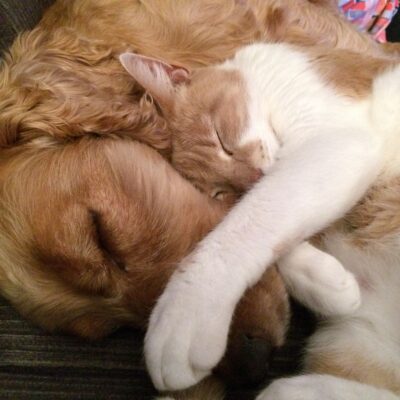 10 razze di cane che possono convivere con i gatti