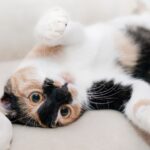 5 motivi per i quali il gatto sta bene in casa