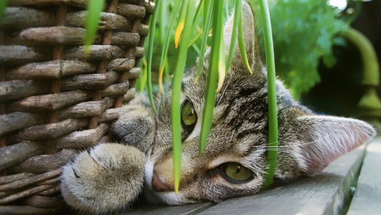 Cos’è l’erba gatta