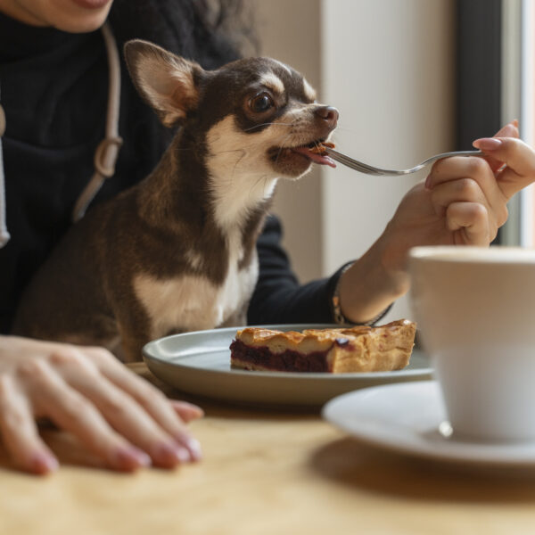 Cibi umani per cani