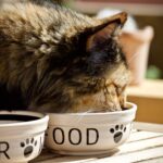 Idee menù per il tuo gatto