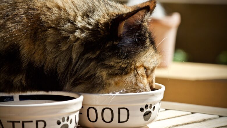 Idee menù per il tuo gatto