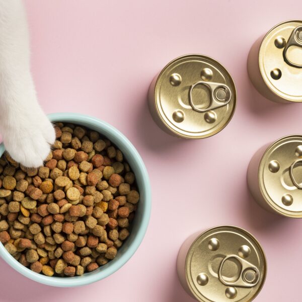 Cibo per gatti: il cane può mangiarlo?