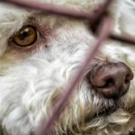 Come denunciare i maltrattamenti sugli animali
