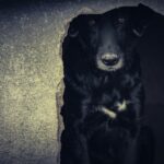 Adozioni a distanza per animali in difficoltà