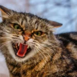 Perché il gatto soffia?