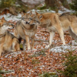 Lupi da salvare in Svezia