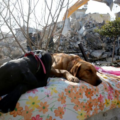 I cani eroi del terremoto in Turchia