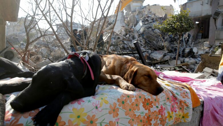 I cani eroi del terremoto in Turchia