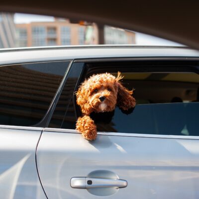 Nomi di cani popolari