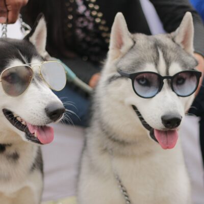 Cani famosi dei cartoni animati
