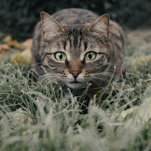 Gatti eroici