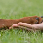 Proposta di legge per insegnare il rispetto per gli animali