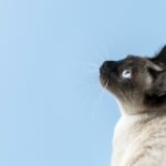 Gatti siamesi e loro esigenze