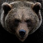 Perché non è colpa dell’orso