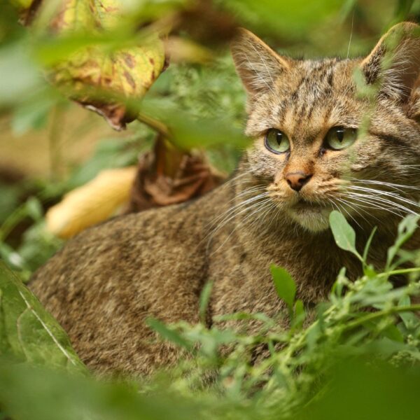 Gatti esotici
