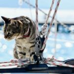 Chi era il gatto di bordo
