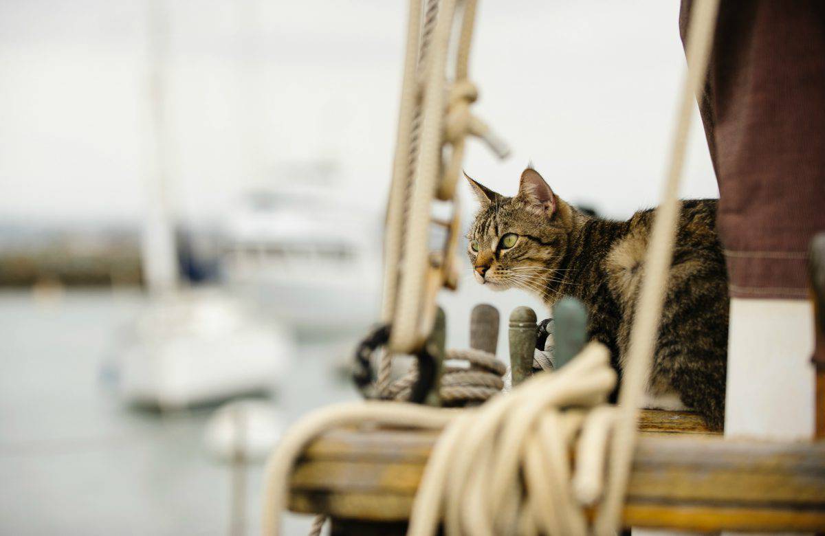 Gatto di bordo