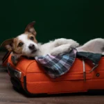 Cani e gatti viaggiano gratis su Trenitalia