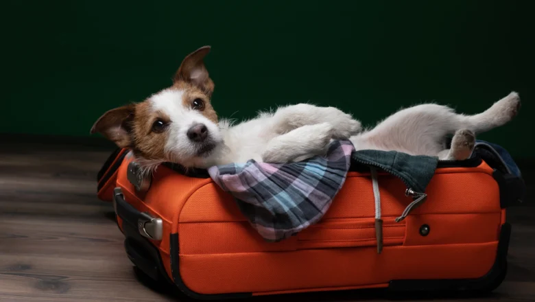 Cani e gatti viaggiano gratis su Trenitalia