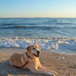 Cani e gatti in traghetto: cosa dobbiamo sapere