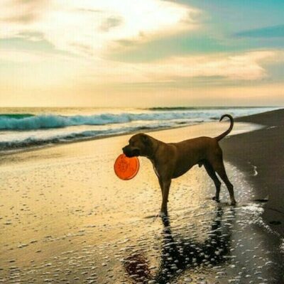 Spiagge dog friendly in Sardegna