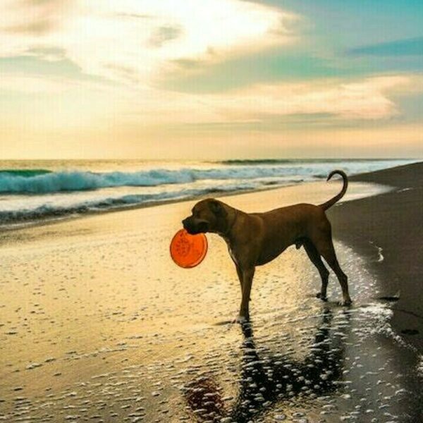Spiagge dog friendly in Sardegna