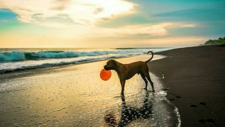Spiagge dog friendly in Sardegna