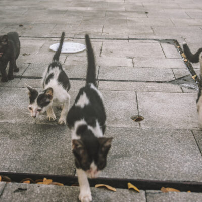 Fido e Fuffi cercano casa in Emilia