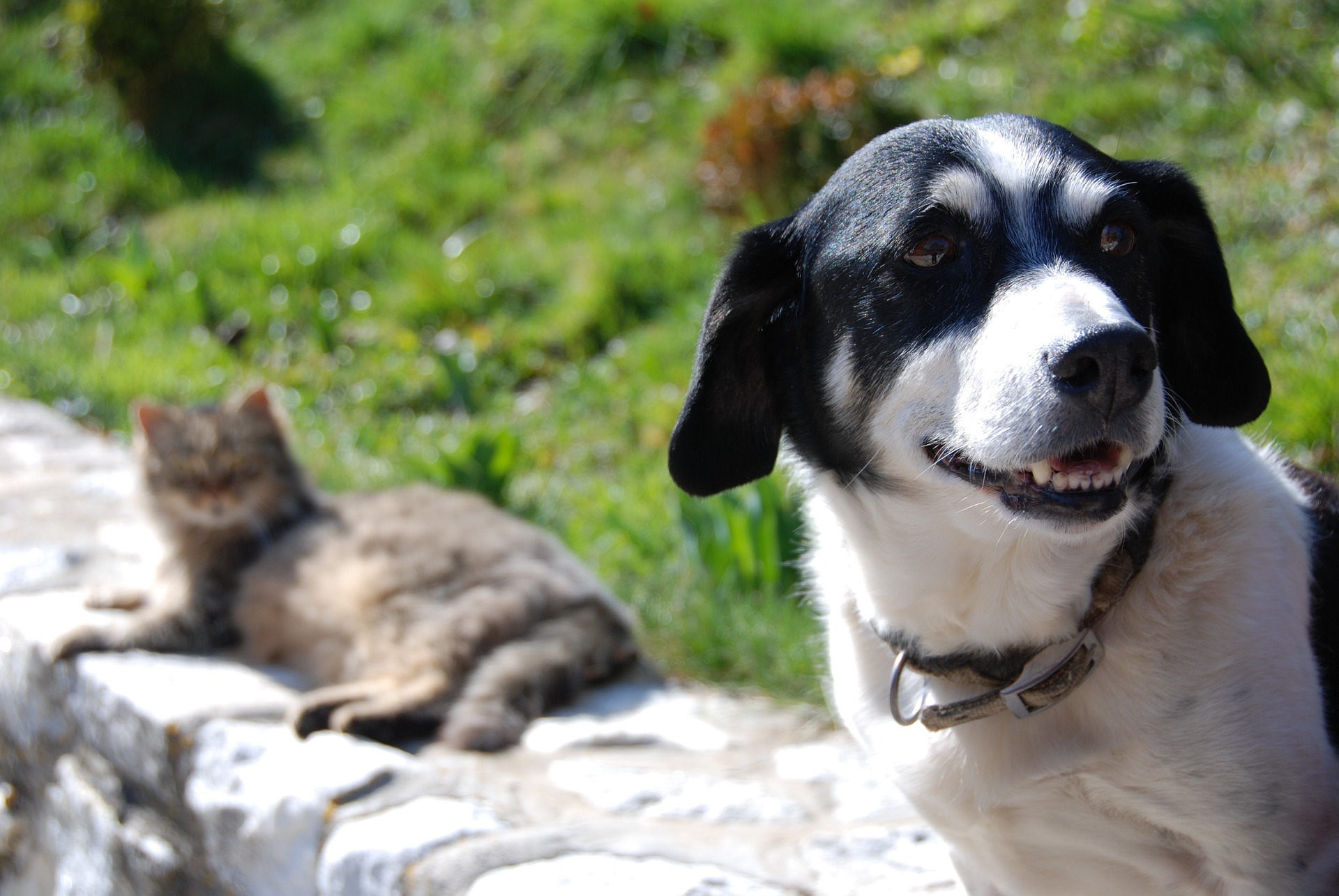 registro tumori cani e gatti