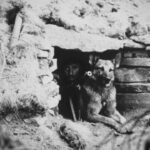 La strage silenziosa degli animali soldato