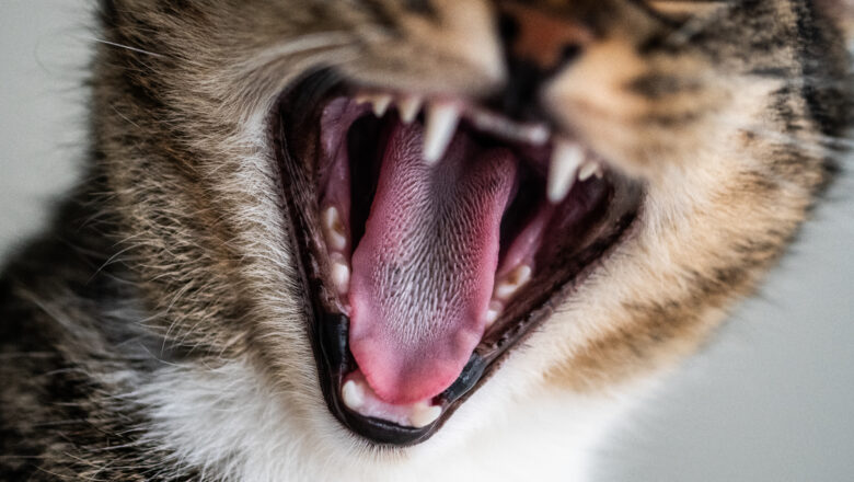 Linguaggio felino: parla al tuo gatto