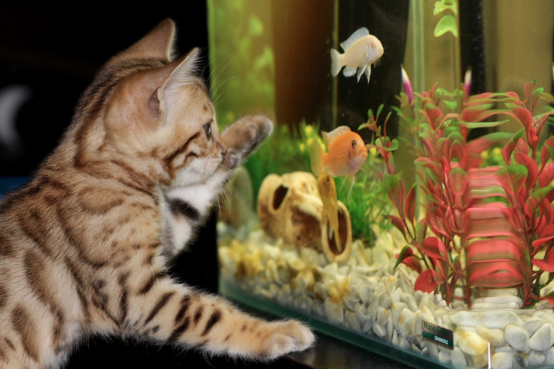 pets festival 2024