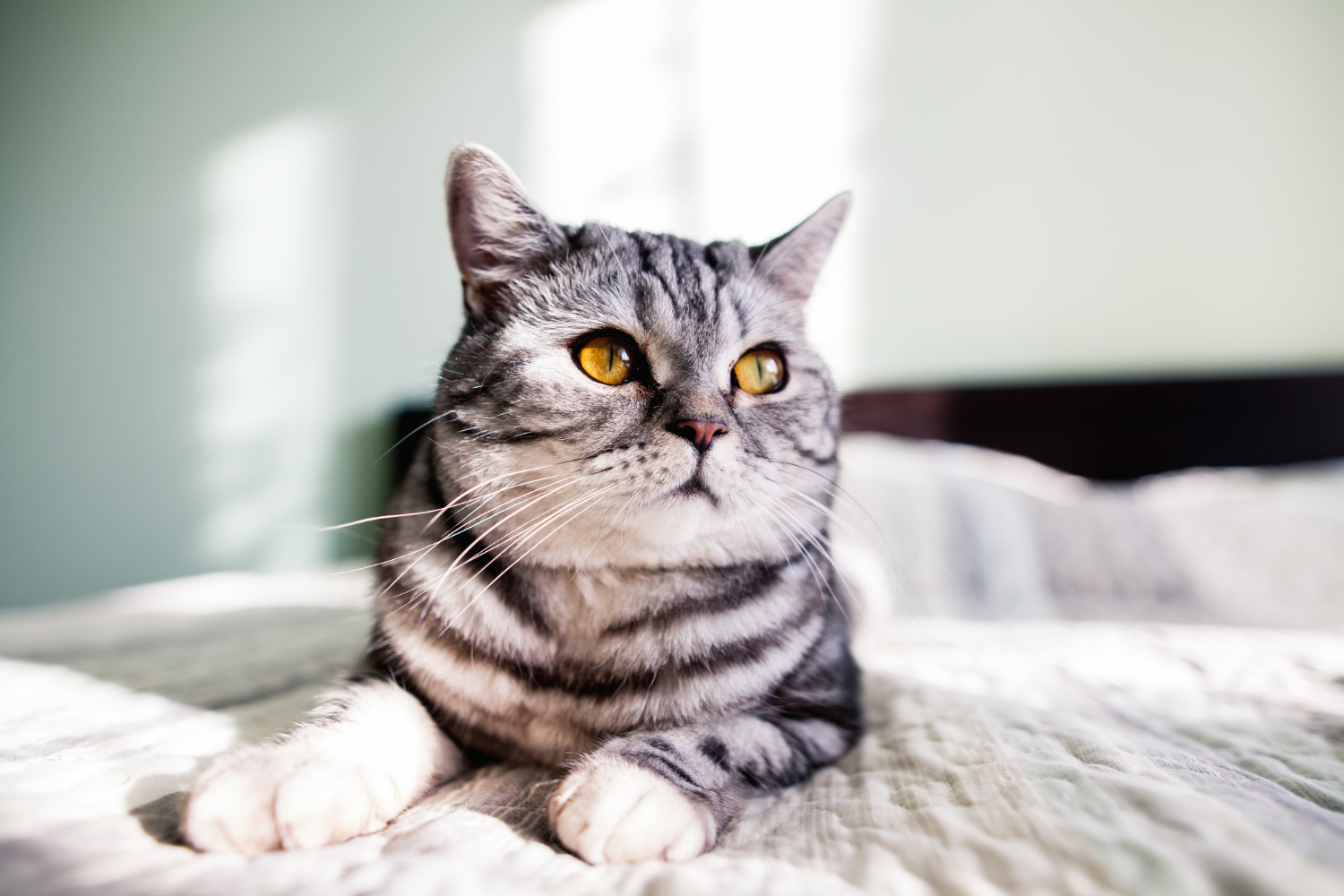 vacanze col gatto