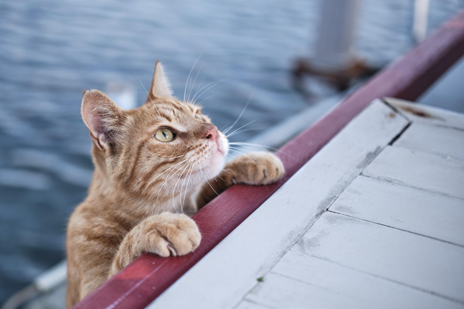 vacanze col gatto