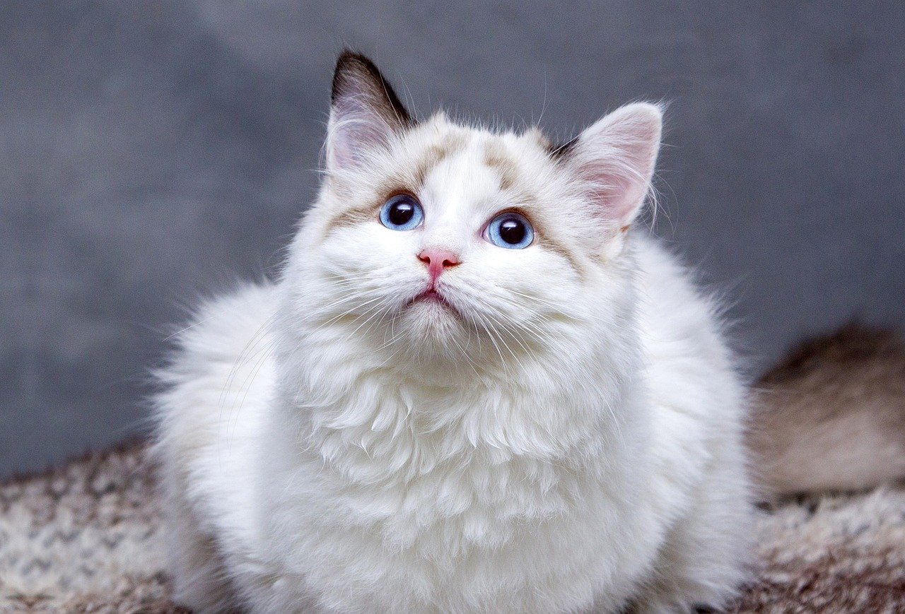 esposizione mondiale felina di cremona
