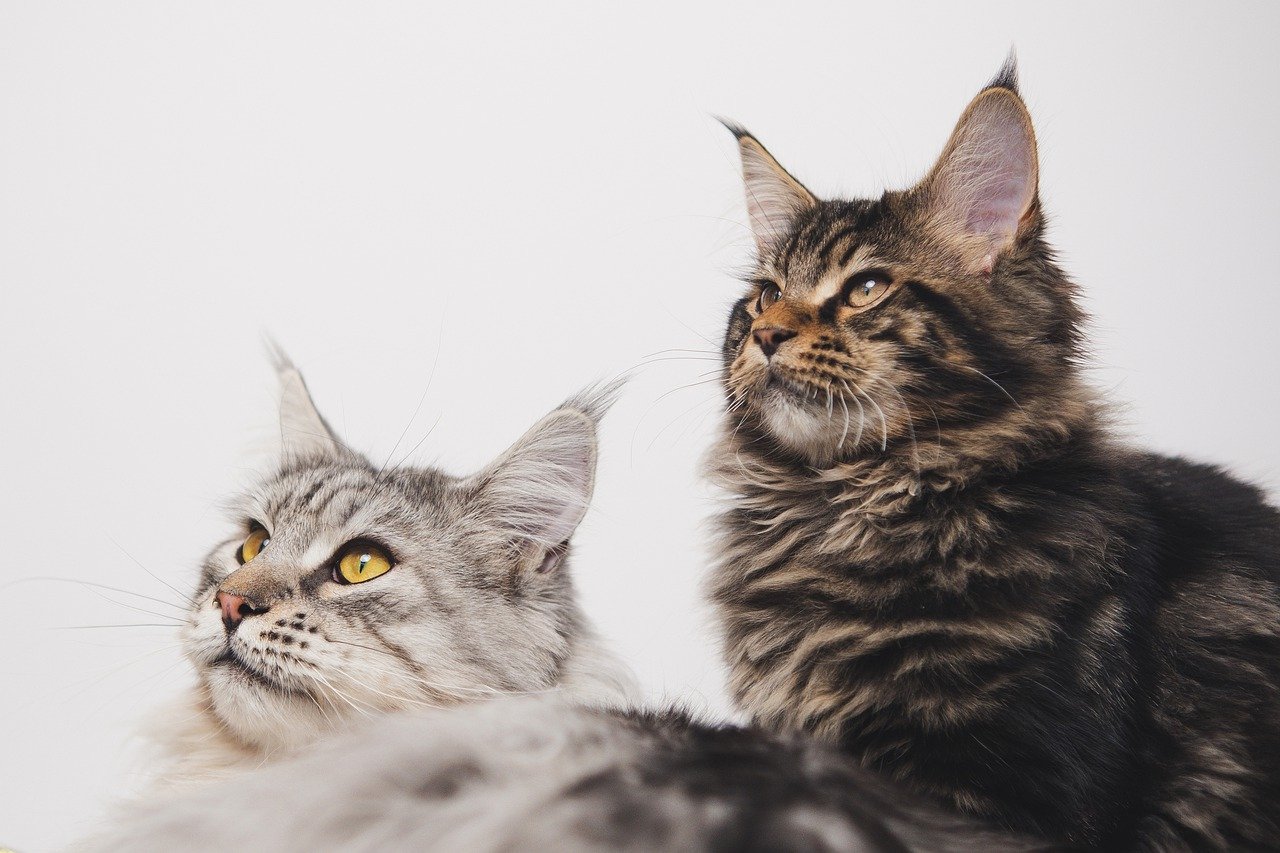esposizione mondiale felina di cremona