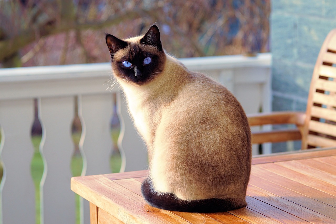 esposizione mondiale felina di cremona